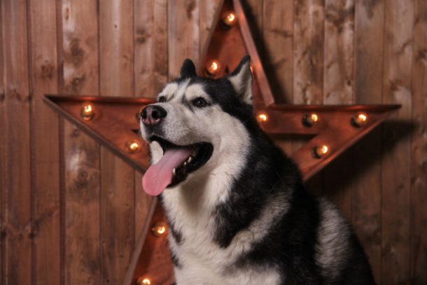 Суперкалендари с потрясающими собаками ждут вас в редакции «Городских вестей»